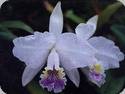 Cattleya lueddemanniana coerulea